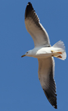 1cy fuscus in August, ringed in Finland. (81365 bytes)